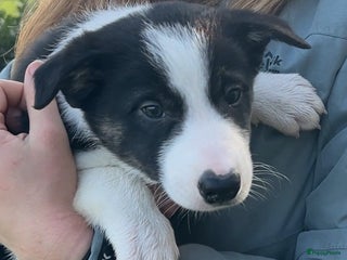 Border Collie honden Twee mooie bordercollie pups te koop - Advertentie 3