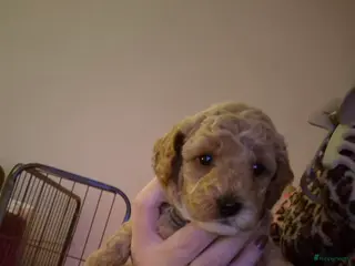 Maltipoo honden Lieve maltipoo reu - Advertentie 1