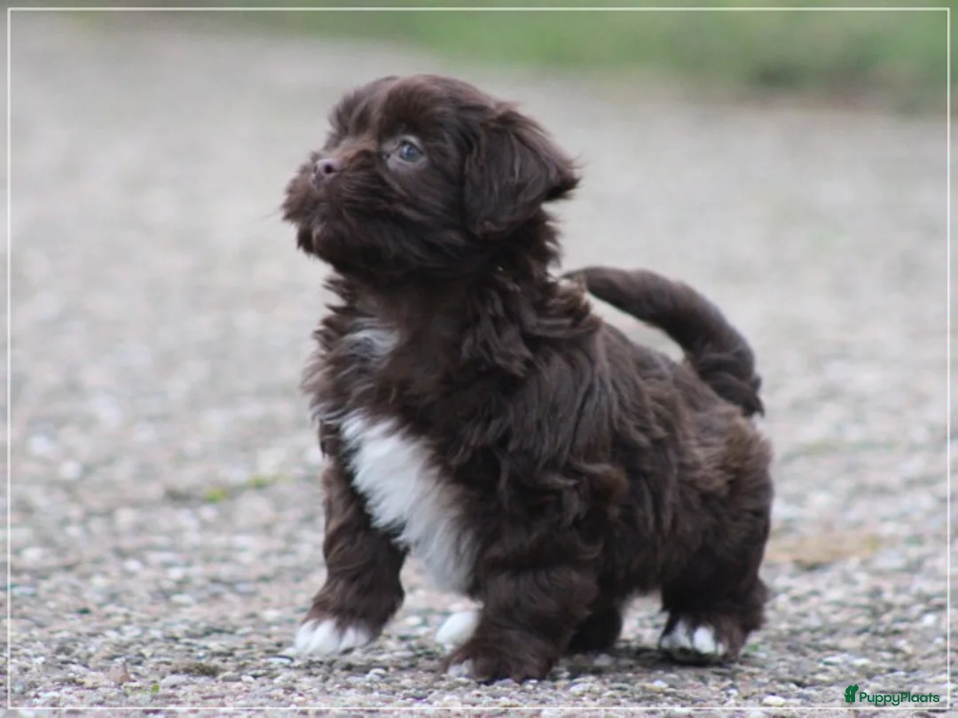 Kruising honden te koop: Knappe Mini doodle pups. - Advertentie 20