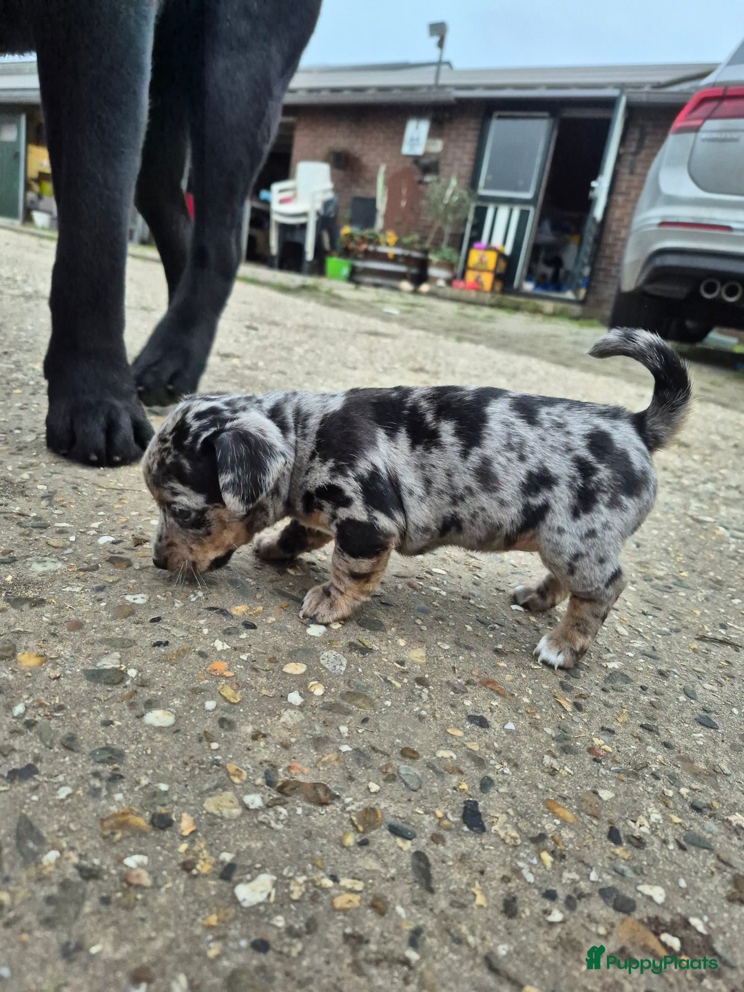 Jack Russel Terriër honden te koop: Merle Jackrussel te koop - Advertentie 16