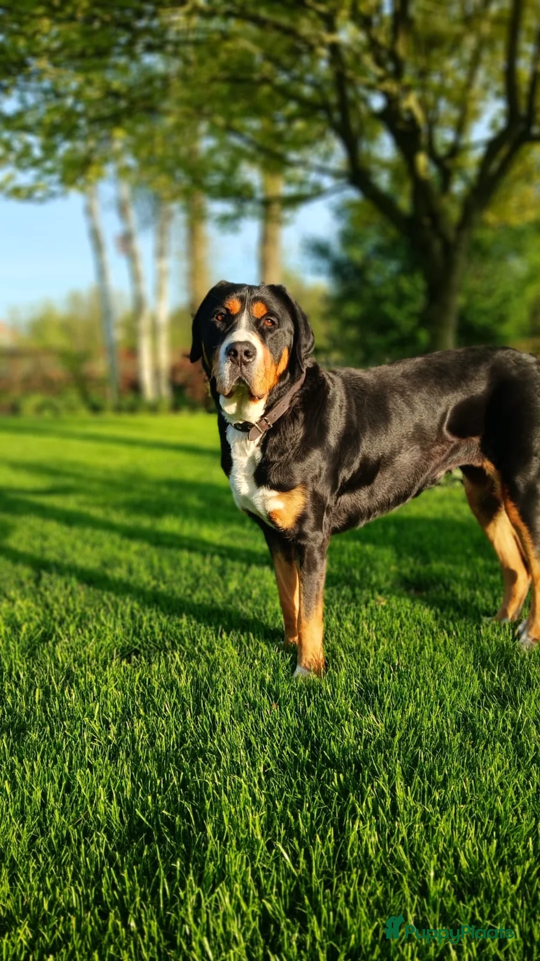 Grote Zwitserse Sennenhond honden te koop: Prachtige grote zwitserse sennenhond stamboek - Advertentie 1