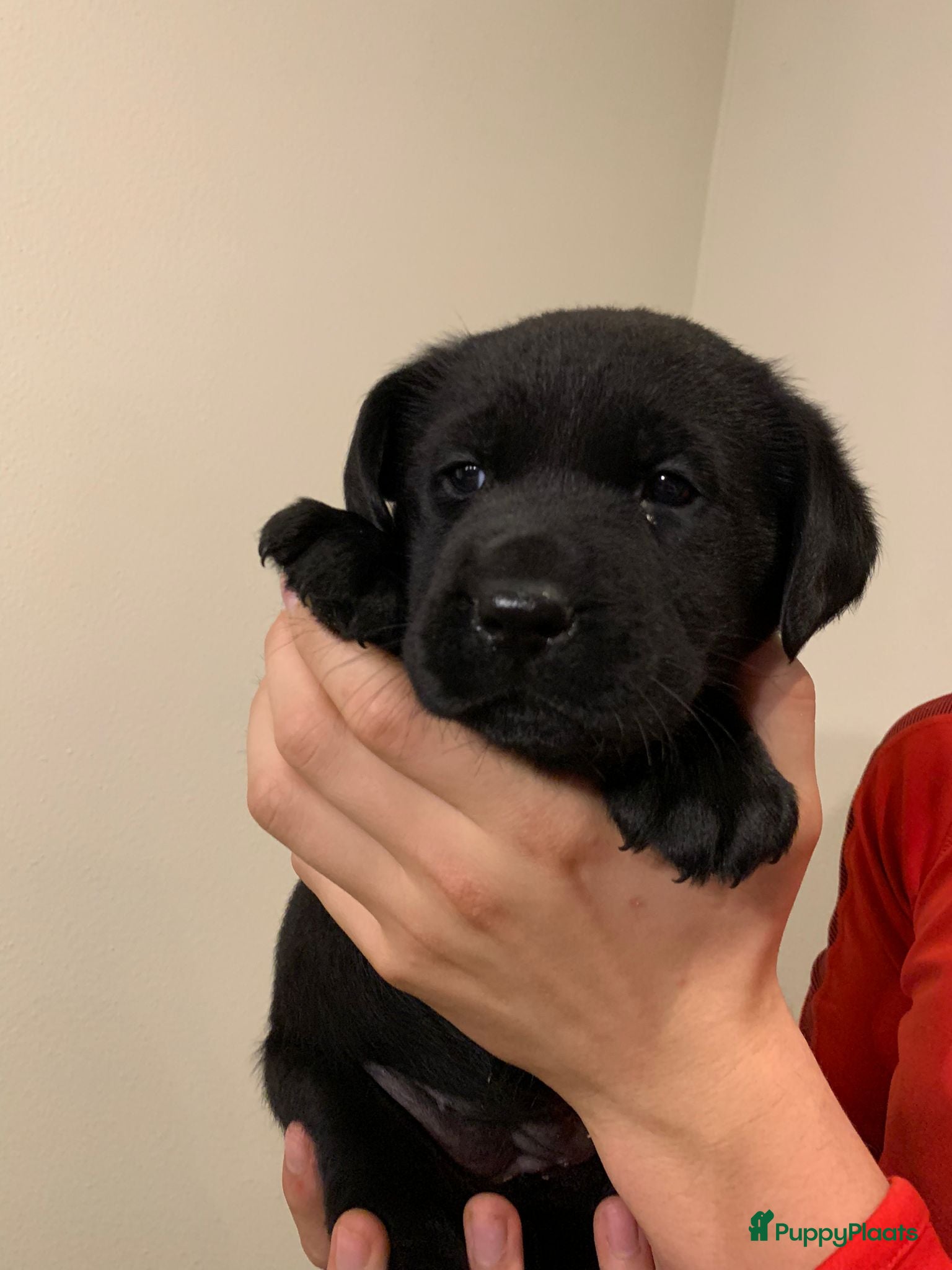 Labrador Retriever honden Labrador Retriever pups - Advertentie 1
