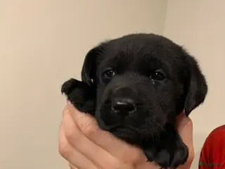 Labrador Retriever honden Labrador Retriever pups - Advertentie 1