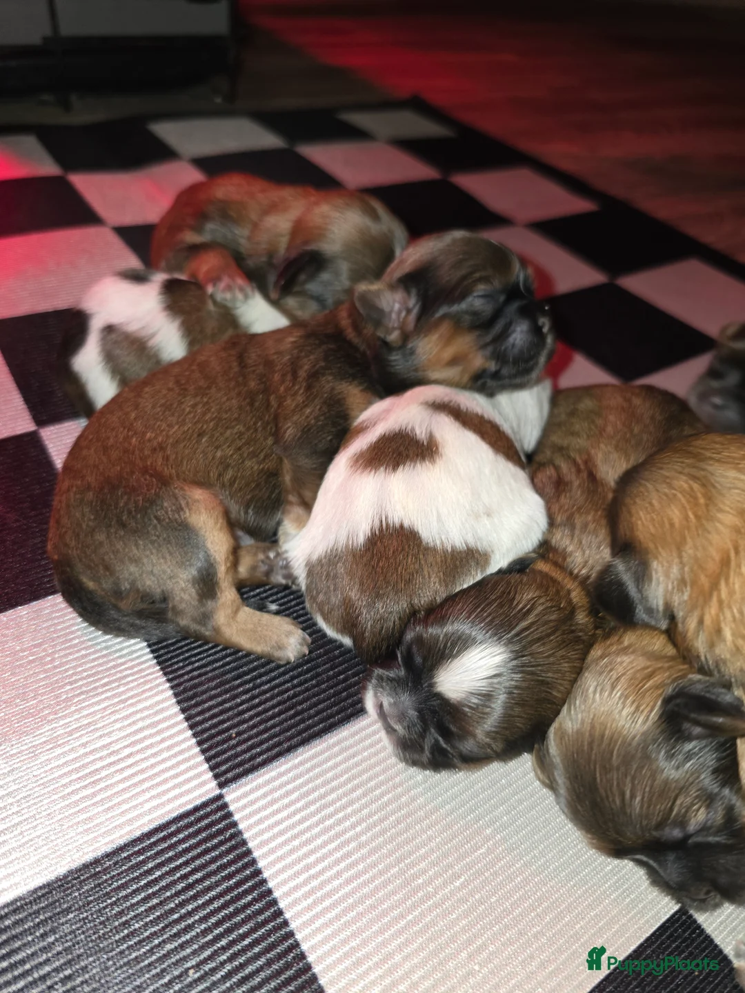 Kruising honden te koop: Boomer pups 14-1 geboren (Shih-Tzu x Boomer) - Advertentie 14