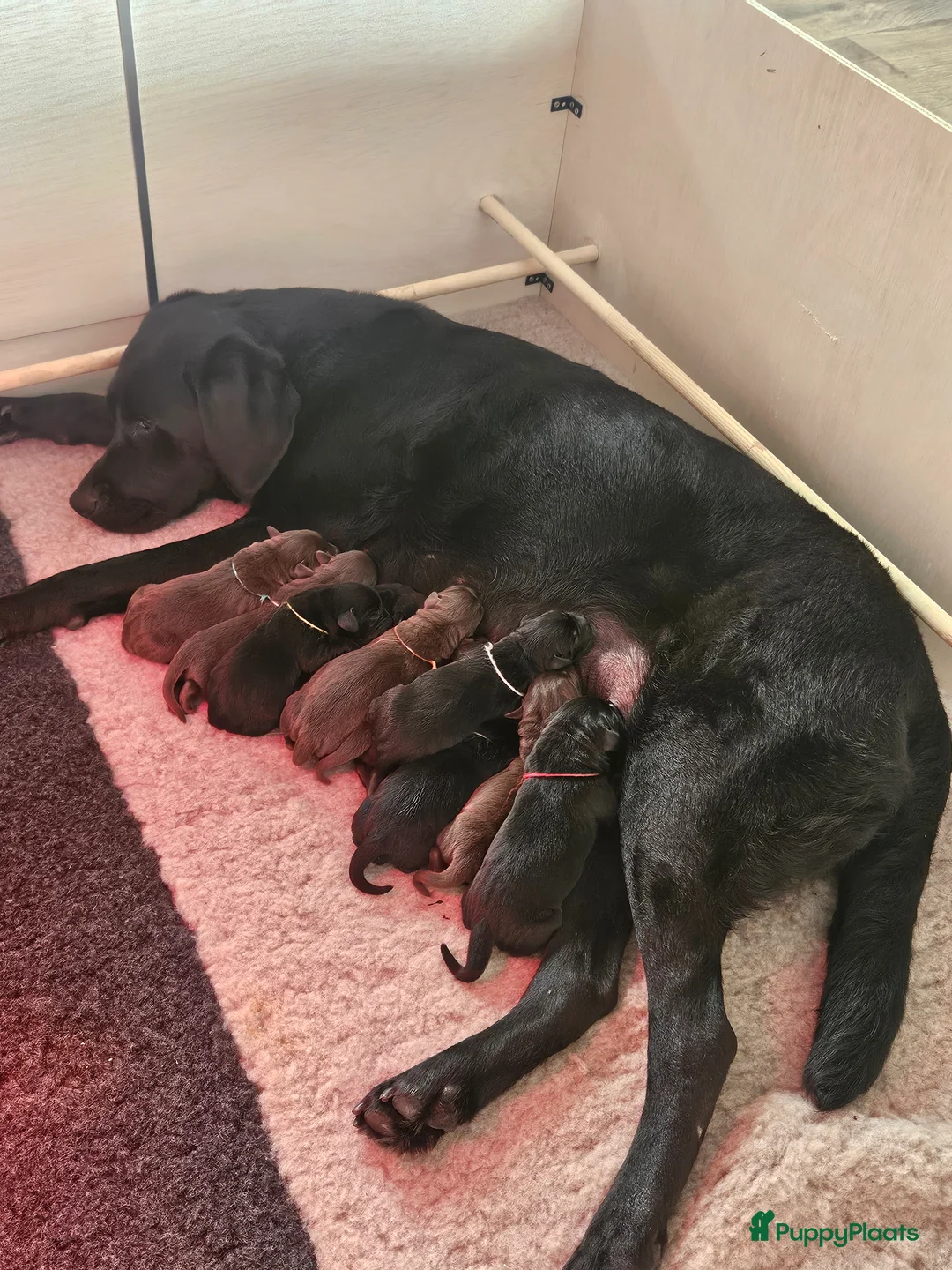 Labrador Retriever honden te koop: Prachtige labrador pups - Advertentie 1