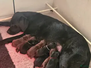 Labrador Retriever honden Prachtige labrador pups - Advertentie 3