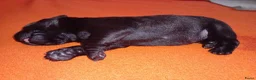 Labrador Retriever honden te koop: Hallo Labrador liefhebber  in Berkhout - Advertentie 14