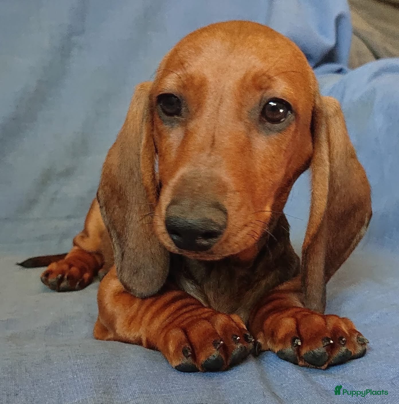 Teckel (korthaar)  honden Standaard korthaar met FCI-stamboom - Advertentie 1