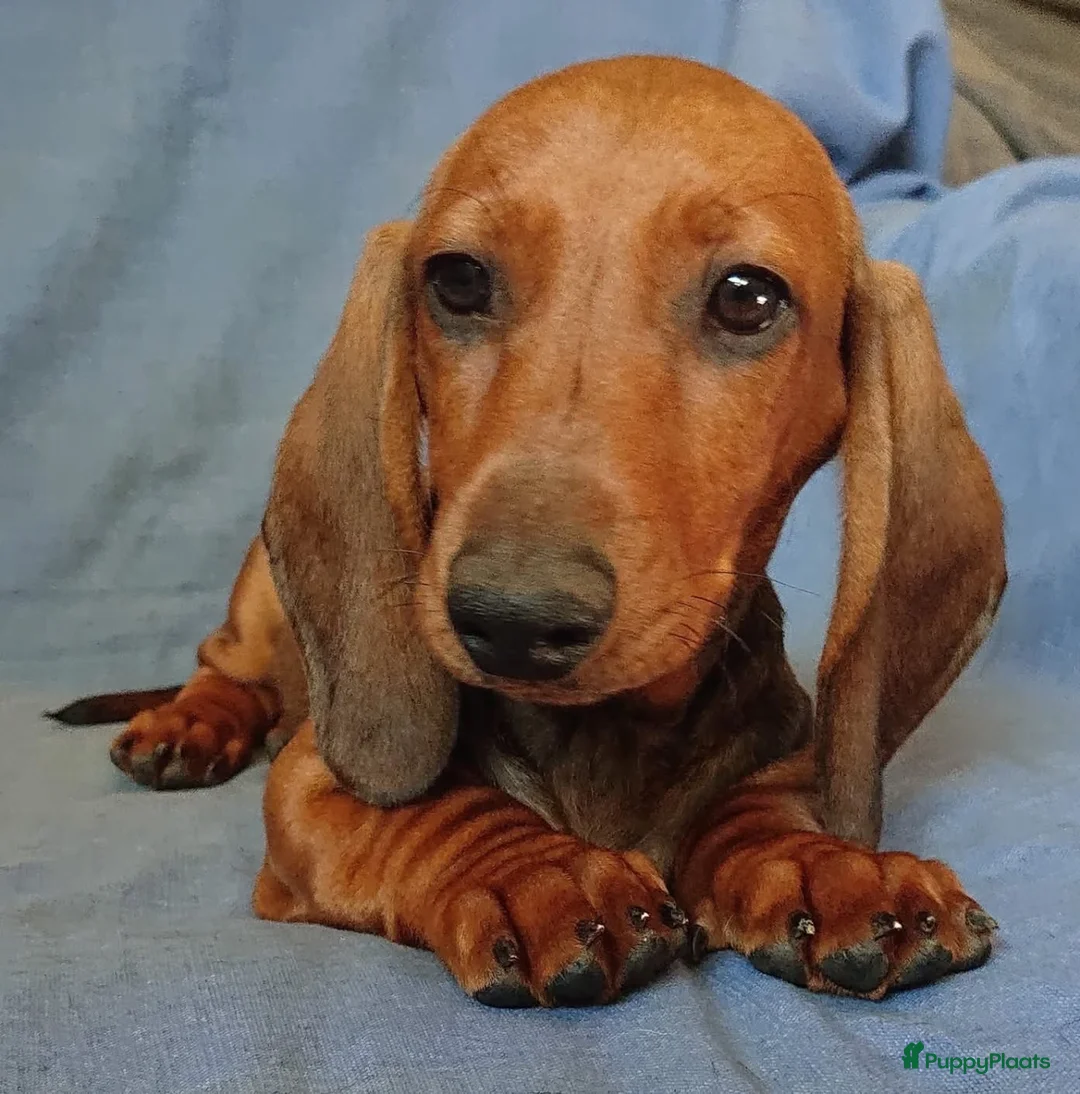 Teckel (korthaar)  honden te koop: Standaard korthaar met FCI-stamboom - Advertentie 1