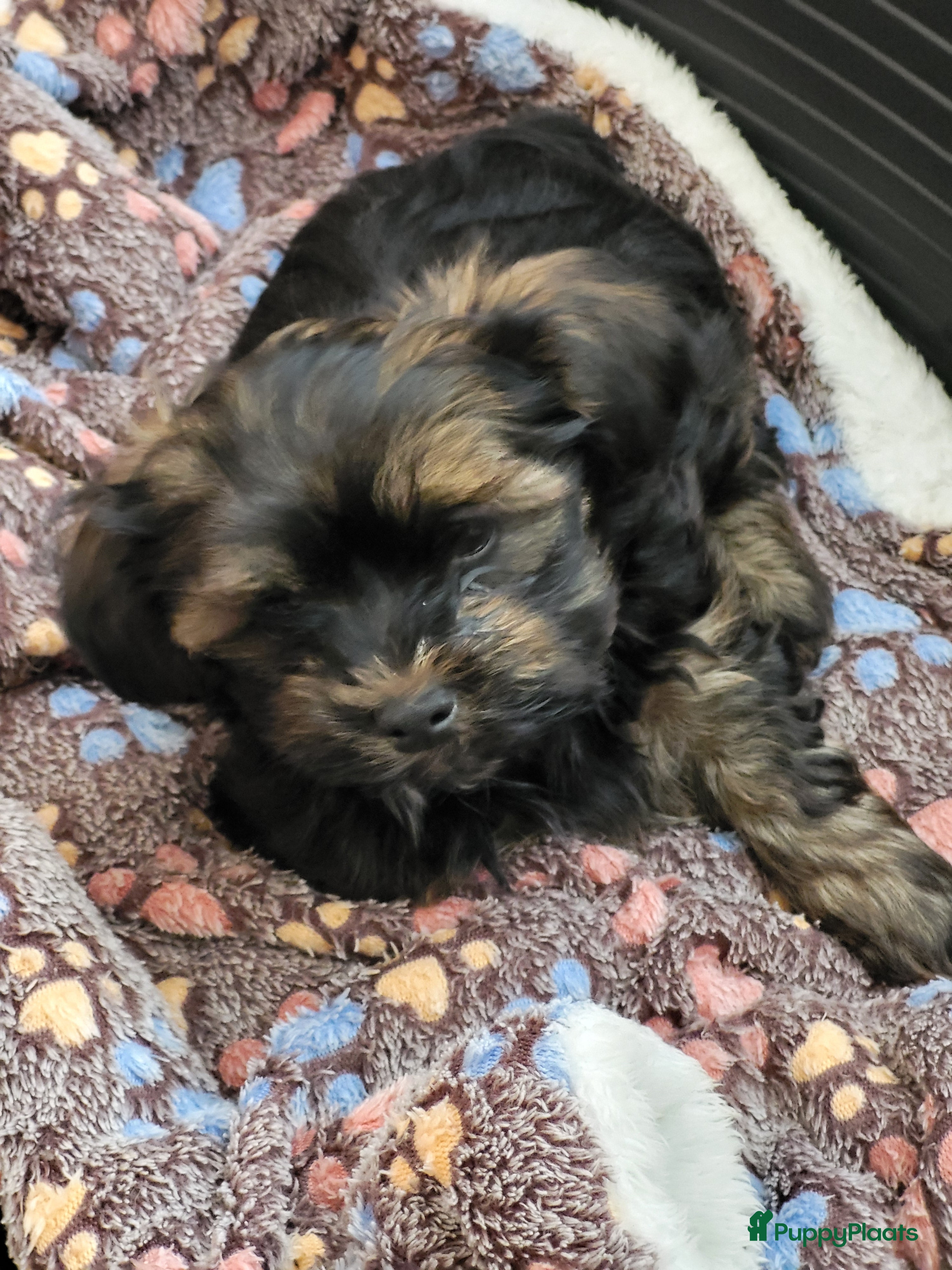 Havanezer honden Havanezer pups met FCI stamboom - Advertentie 1