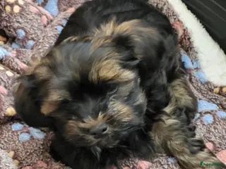 Havanezer honden Havanezer pups met FCI stamboom - Advertentie 1