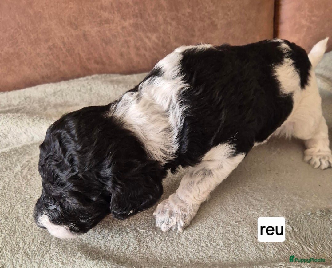 Poedel honden te koop: Schitterende Koningspoedel pups - Advertentie 6