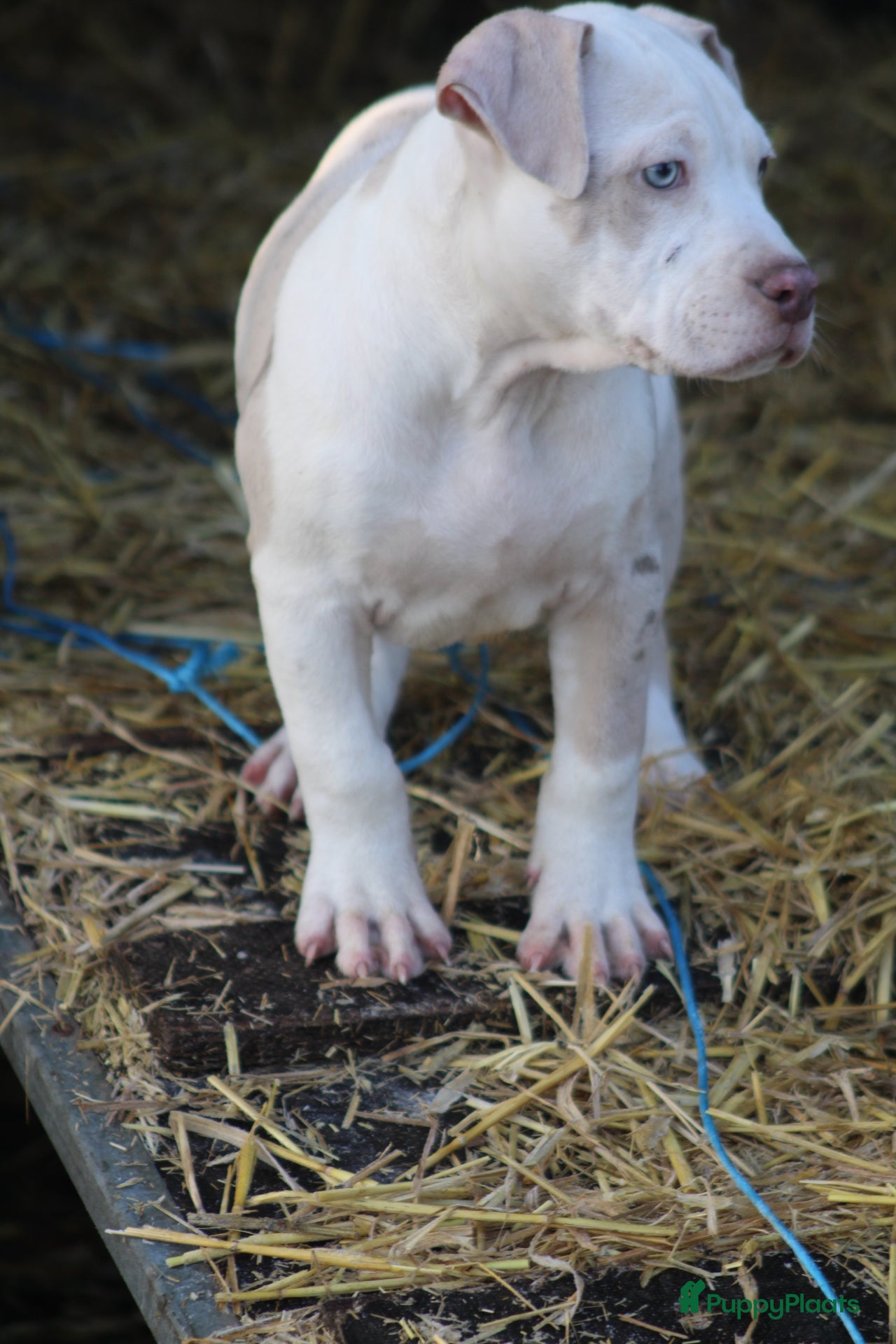 Amerikaanse Bully honden American Bully pups Abkc België  - Advertentie 2