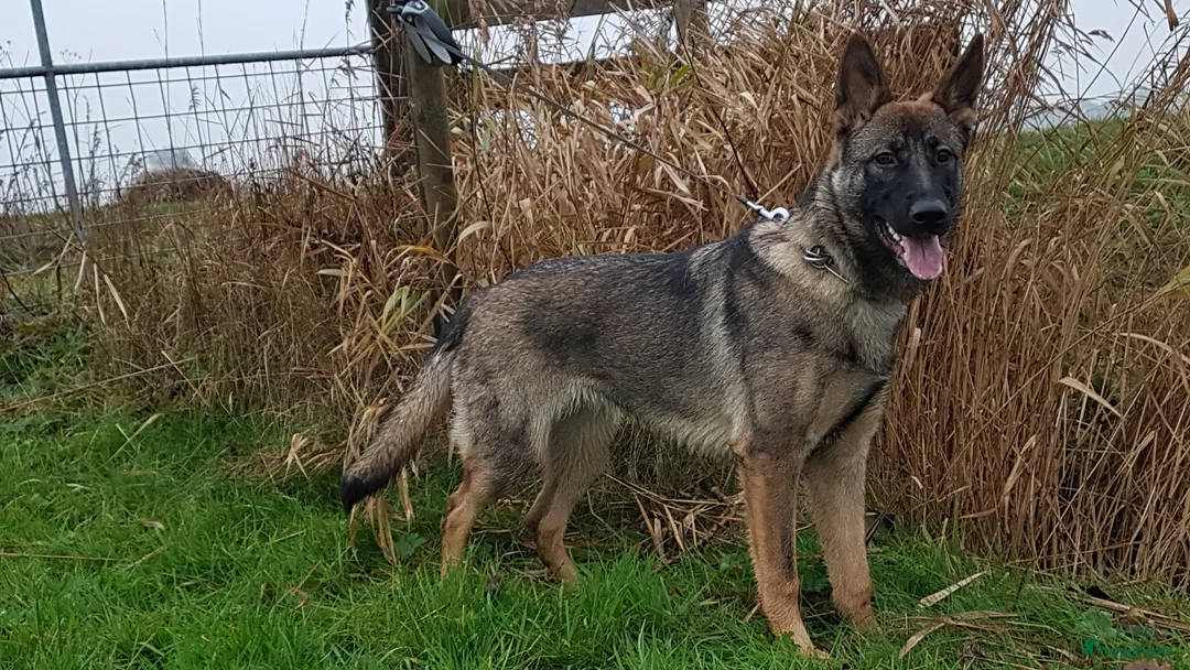 Galerij afbeelding {{count}}