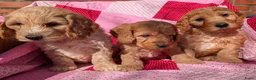 Cockapoo honden te koop: Cokcapoo pups.engelsecockerspaniel x dwerg poedel - Advertentie 3
