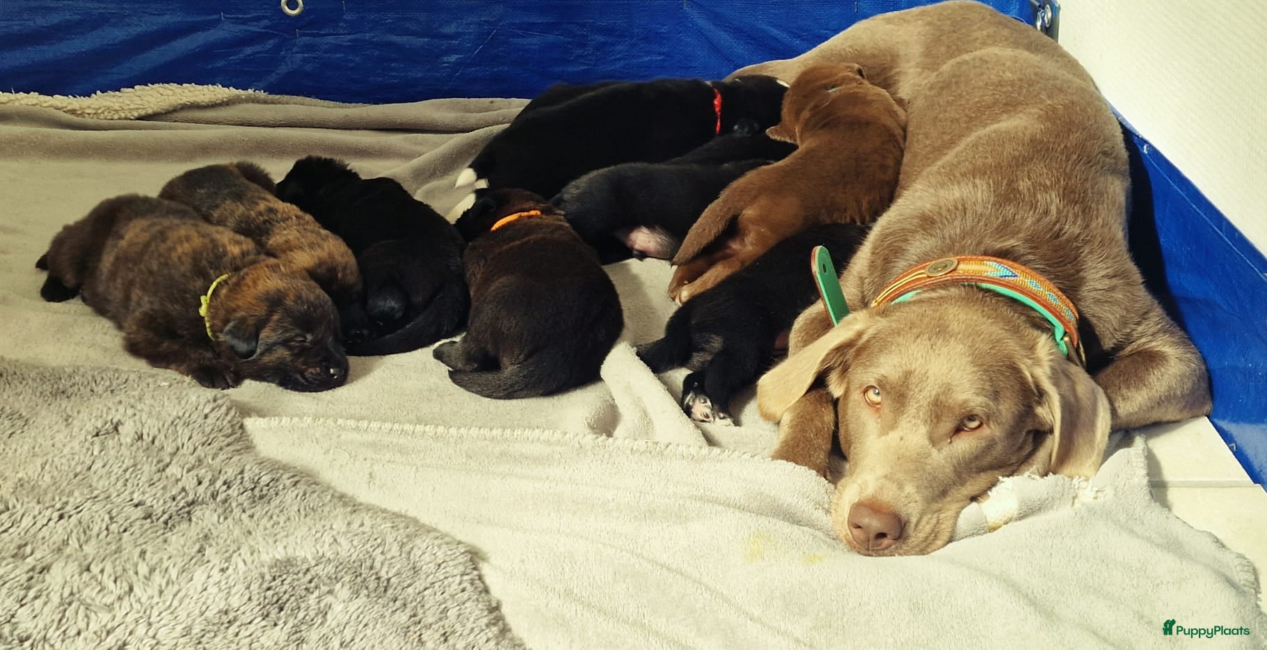 Kruising honden Labrador weimaraner/Labrador herder pups - Advertentie 2