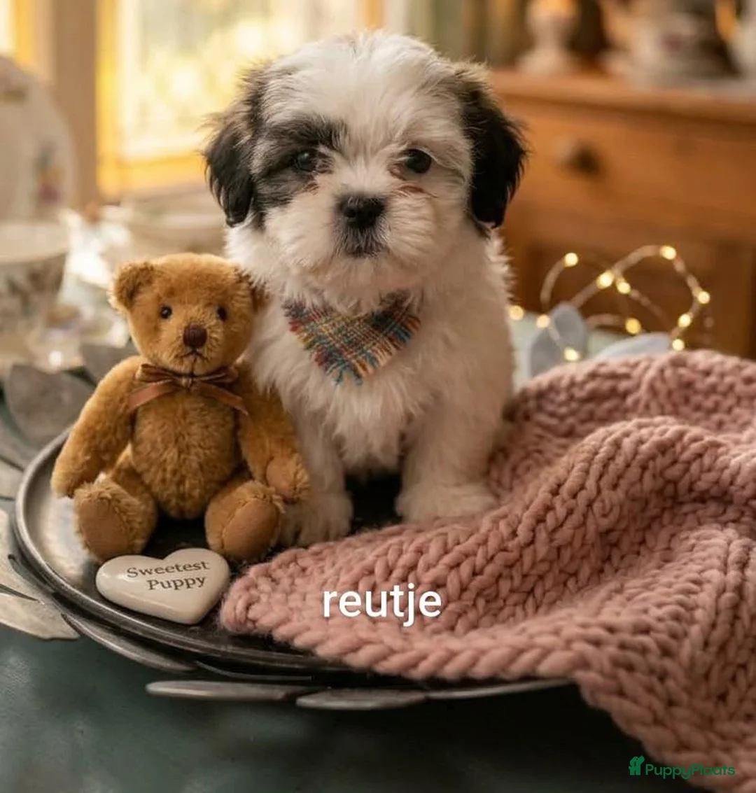 Kruising honden te koop: Mooie  kleine blijvende Boomers tekoop - Advertentie 2