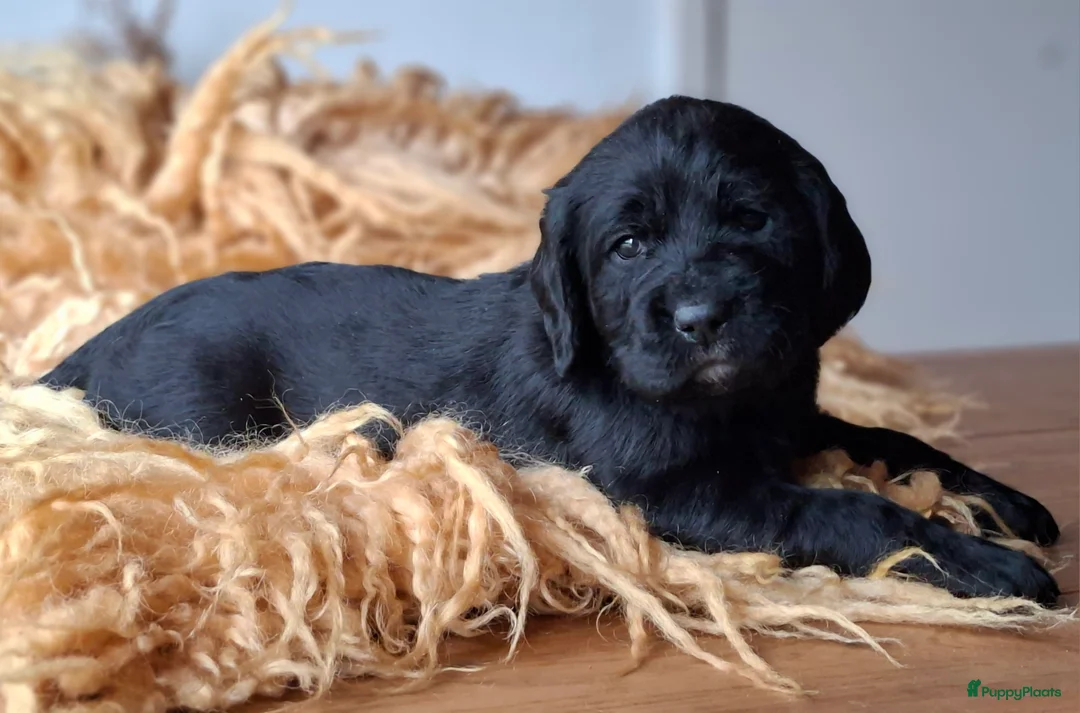 Kruising honden te koop: Labradoodle x Bloedhond / Zwitserse Senner pups - Advertentie 12