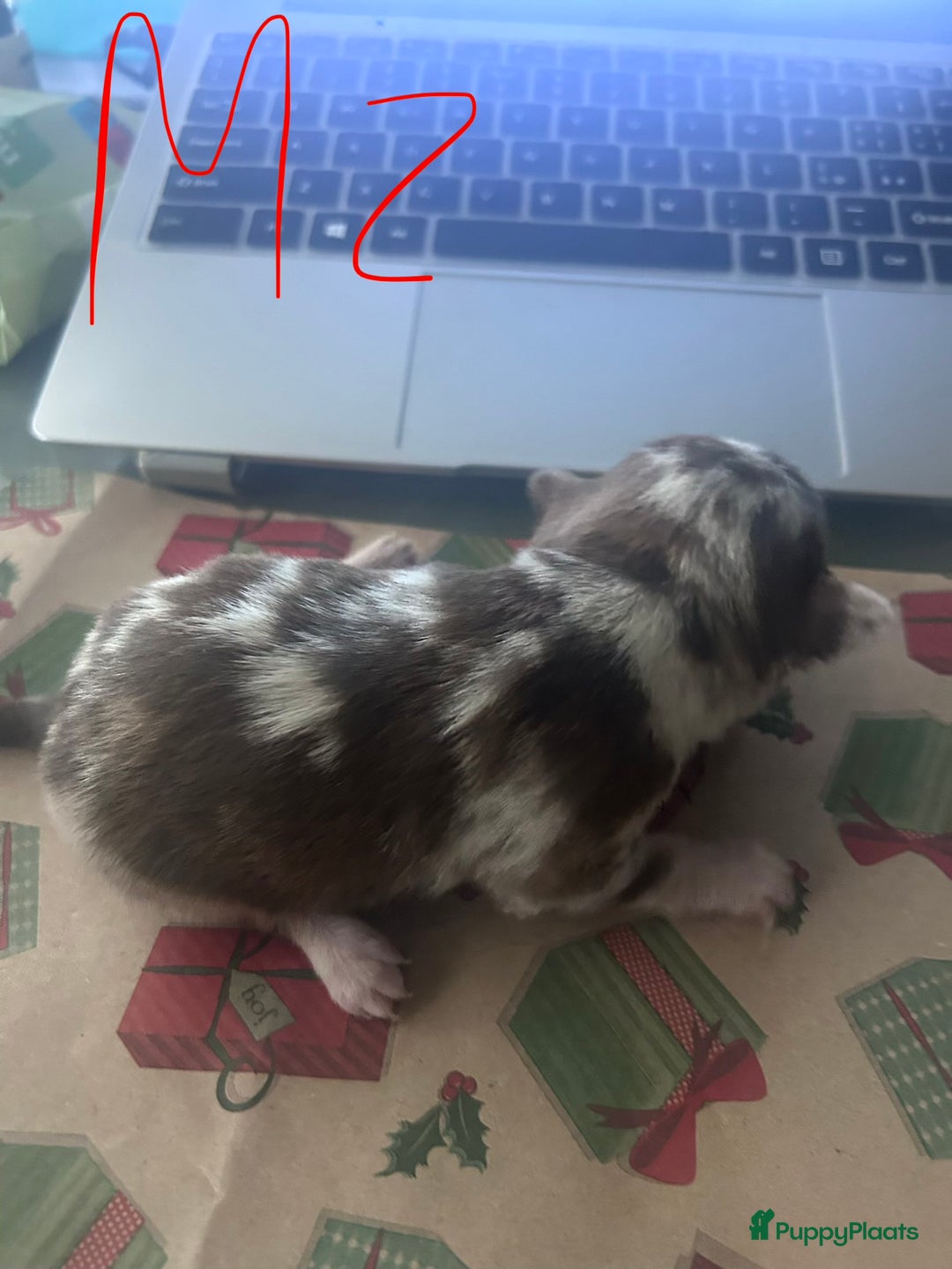 Chihuahua honden te koop: 6 lieve Chihuahua puppy’s - Advertentie 32