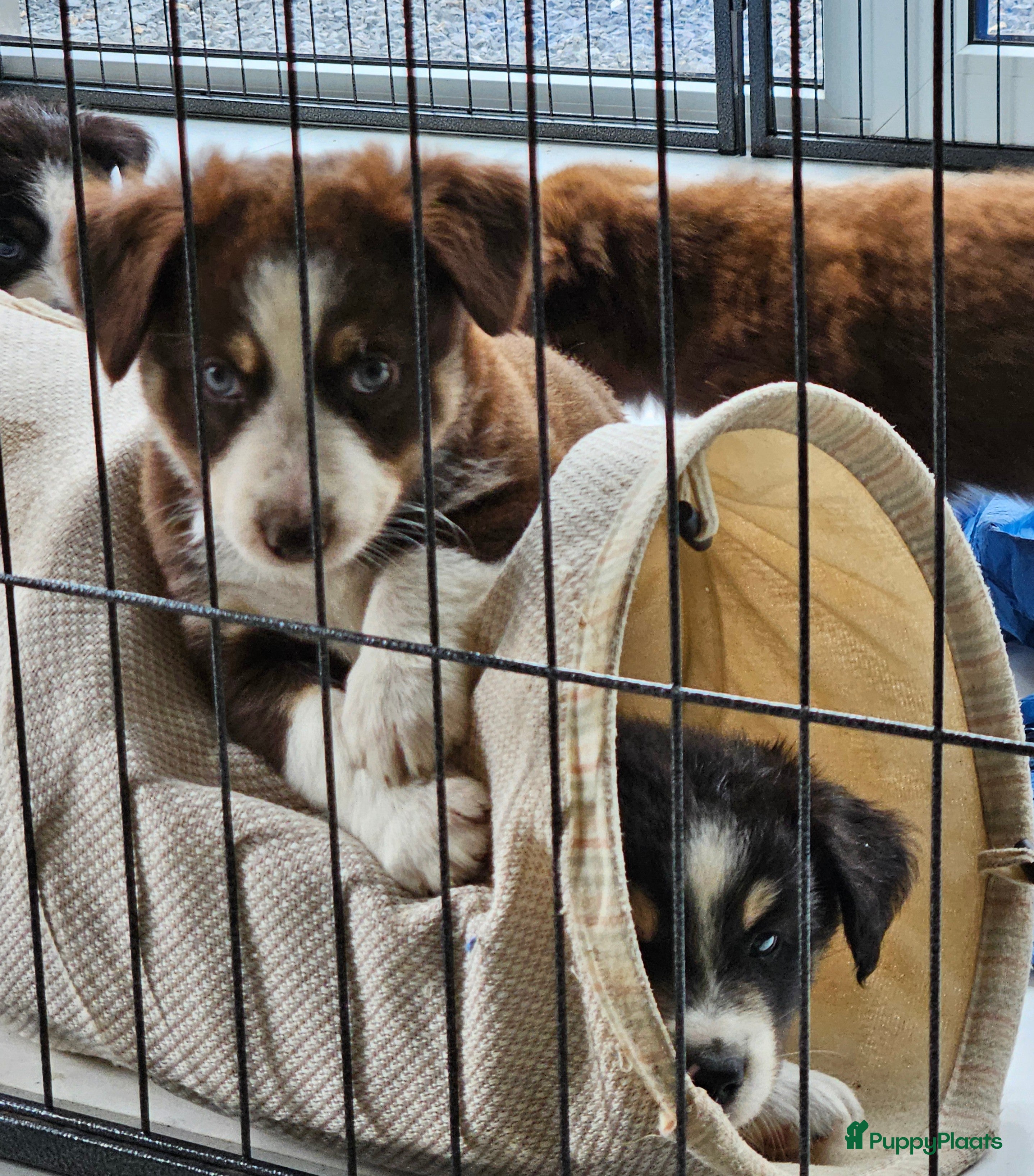 Australian Shepherd honden Prachtige mini Australian shepherd pups  - Advertentie 2