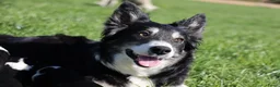 Border Collie honden te koop: Pups bordercollie - Advertentie 5
