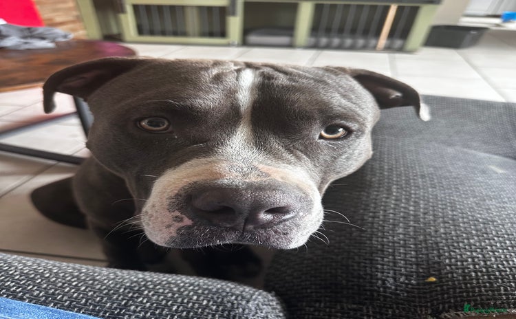 Amerikaanse Bully honden - Advertentie 6