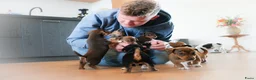 Jack Russel Terriër honden te koop: Stoere Jack Russel pups beschikbaar - Advertentie 13