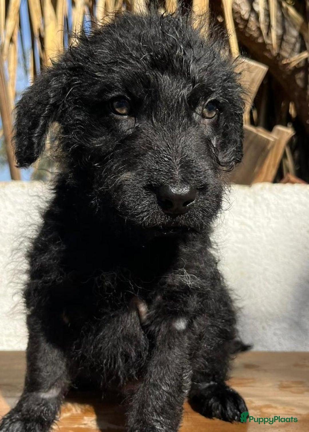 Kruising honden ter adoptie: gustaf  wat een leuk hondje echt een schatje  - Advertentie 7