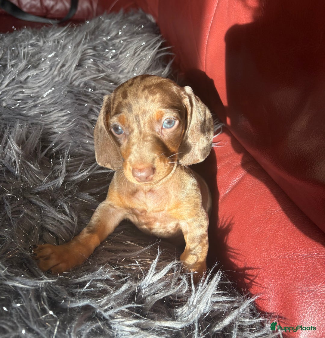 Teckel (korthaar)  honden te koop: Dwerg teckels opzoek naar gouden mandje. - Advertentie 5