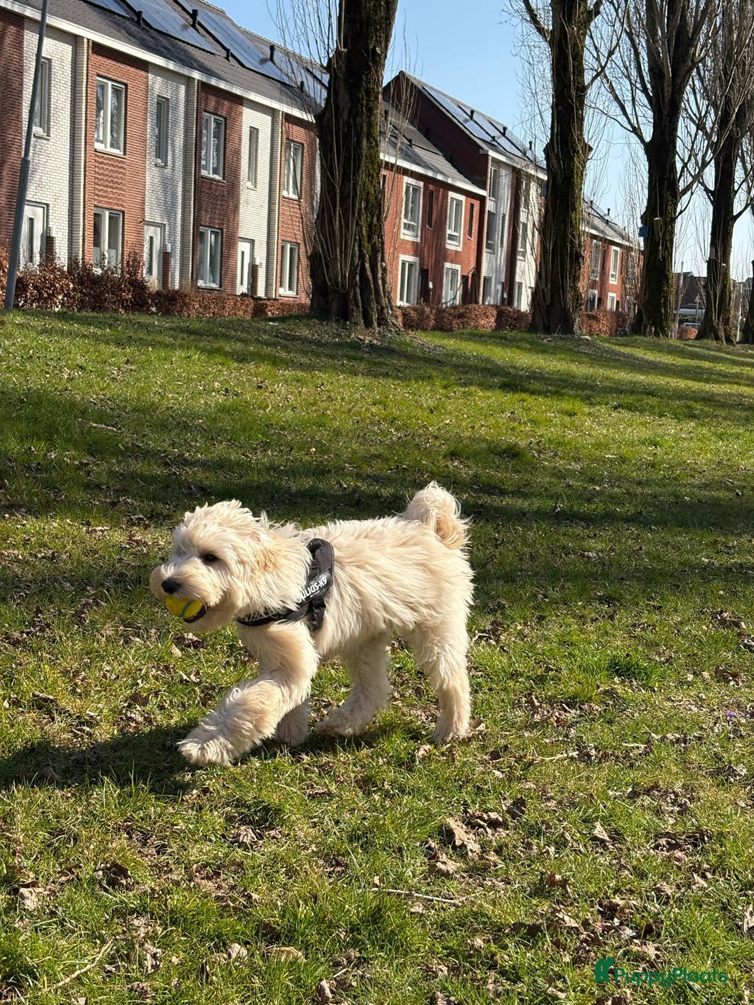 Australian Labradoodle honden te koop: Labradoodle medium ( Australian ) - Advertentie 19