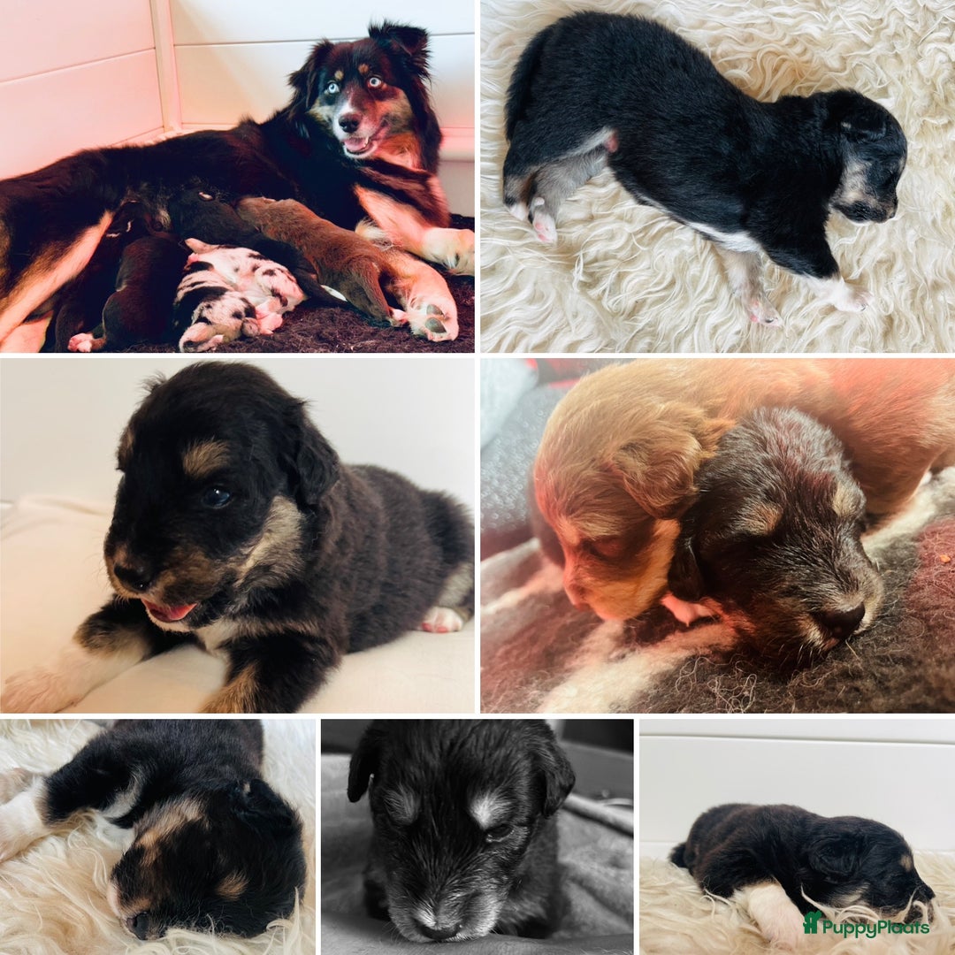 Australian Shepherd honden te koop: Prachtige pups Australian shepherd X Pomsky  - Afbeelding 7
