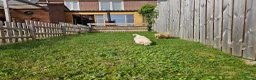 Golden Retriever honden te koop: Golden Retriver pups mogen de nest uit ! - Advertentie 4