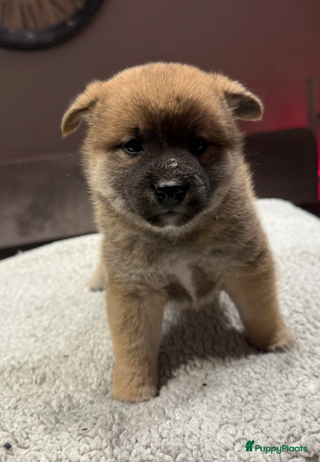 Shiba honden te koop: Shiba inu pups - Advertentie 5