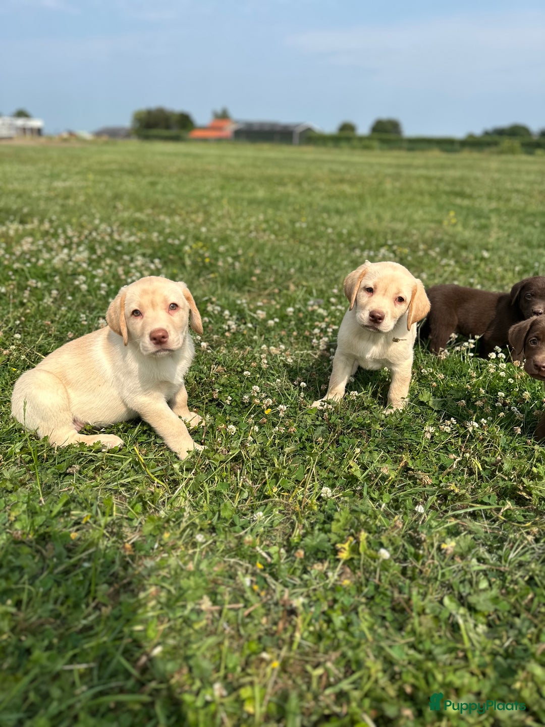 Labrador Retriever honden te koop: Lieve labrador pups - Afbeelding 1