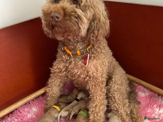 Australian Labradoodle honden Labradoodle medium ( Australian ) - Advertentie 4