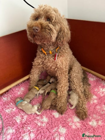 Australian Labradoodle honden Labradoodle medium ( Australian ) - Advertentie 2