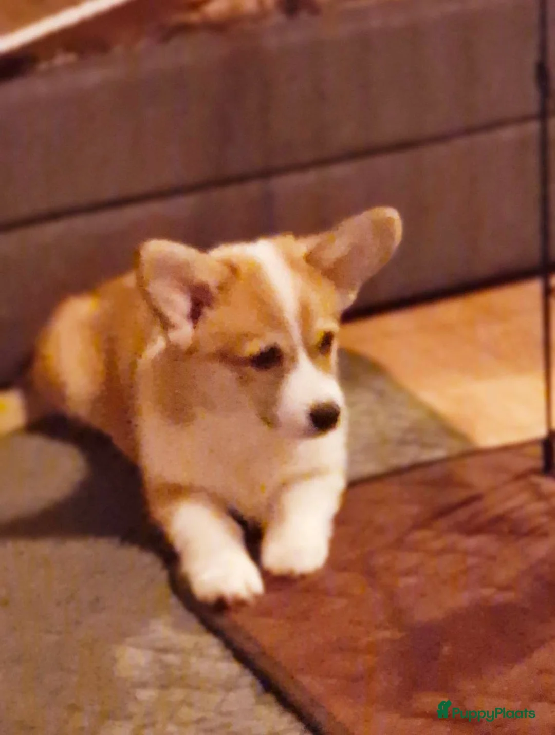 Welsh Corgi Pembroke honden te koop: Welsh Corgi Pembroke  - Advertentie 2