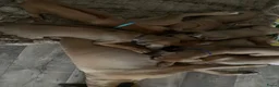 Rhodesian Ridgeback honden te koop: Rhodesian ridgeback pups - Advertentie 4