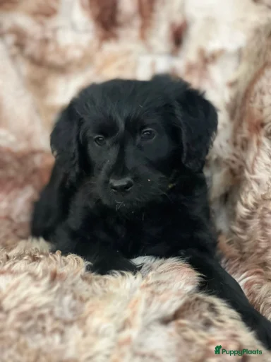 Galerij afbeelding {{count}}