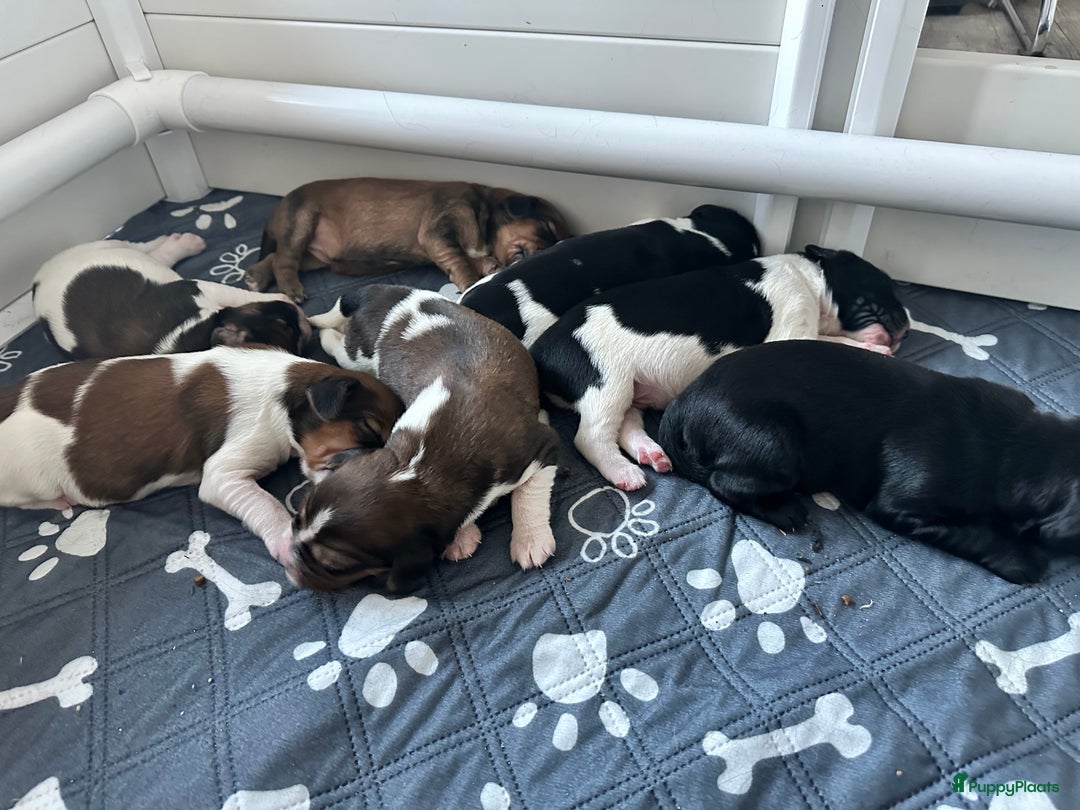 Kruising honden te koop: Nog 2 knuffelbare kruising puppy’s beschikbaar  - Afbeelding 7