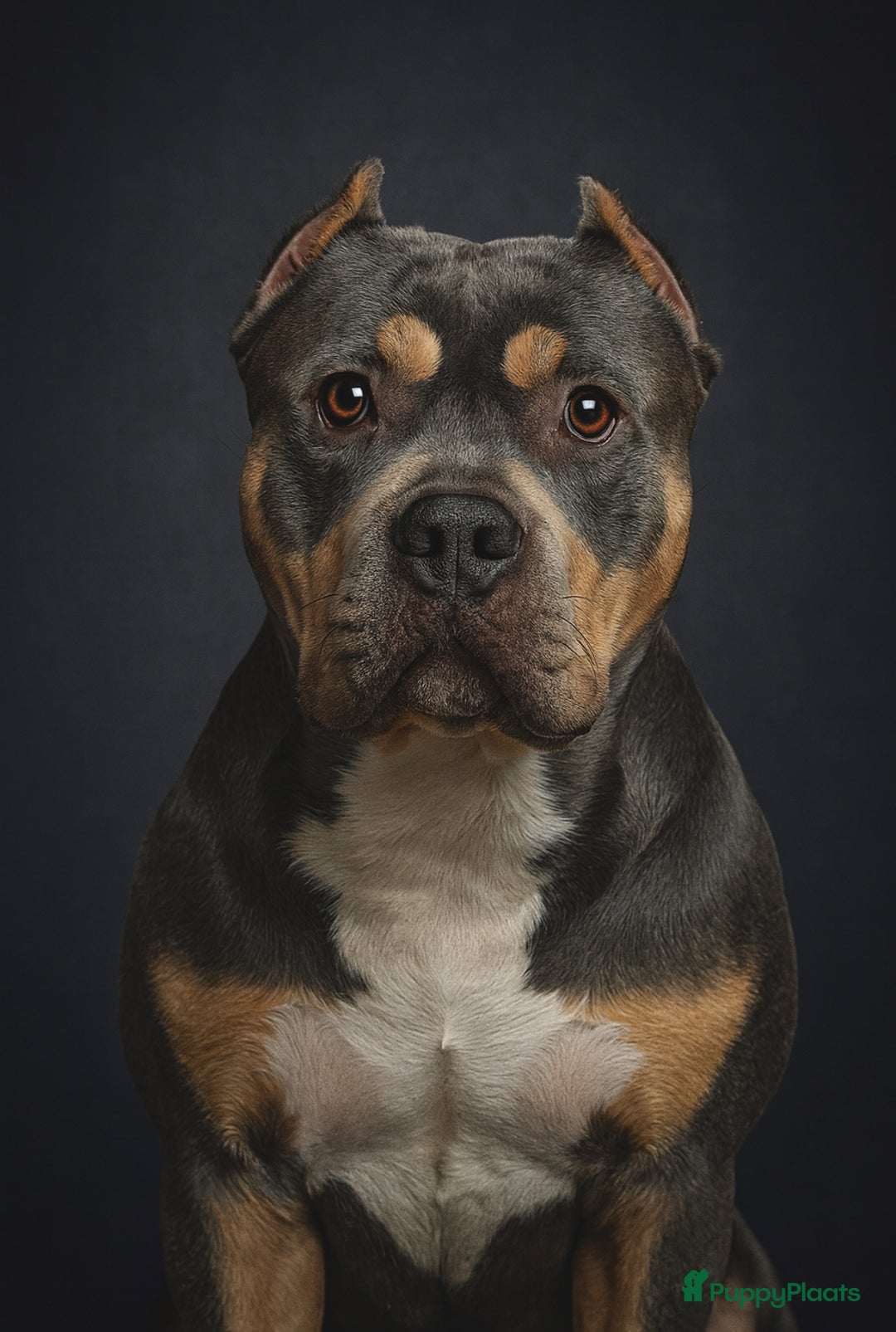 Amerikaanse Bully honden ter dekking: American Bully xl dekreu - Advertentie 1