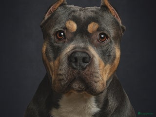 Amerikaanse Bully honden American Bully xl dekreu - Advertentie 1