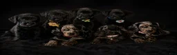 Kruising honden te koop: ❤️💙 Prachtige Doxiepoo's zoeken 4-ever home ❤️💙 - Advertentie 18