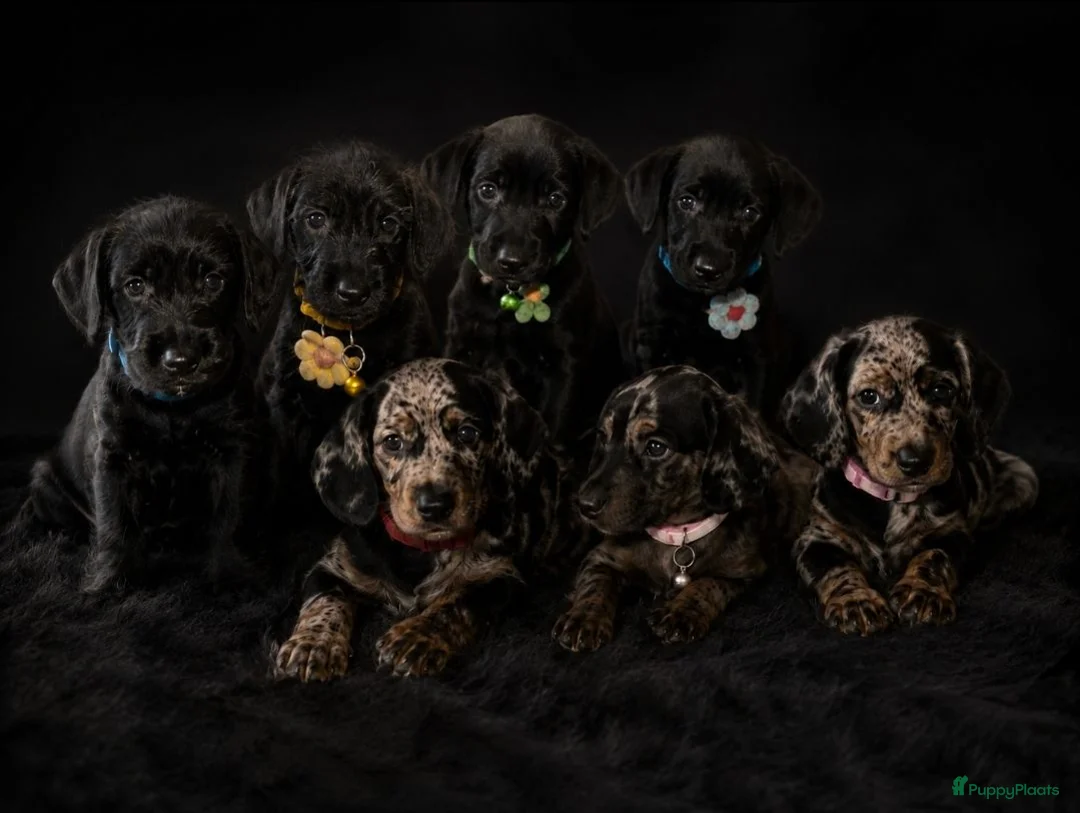 Kruising honden te koop: ❤️💙 Prachtige Doxiepoo's zoeken 4-ever home ❤️💙 - Advertentie 18