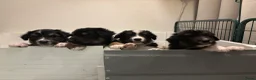 Australian Shepherd honden te koop: Lieve Australian Shepherd pups - Advertentie 1