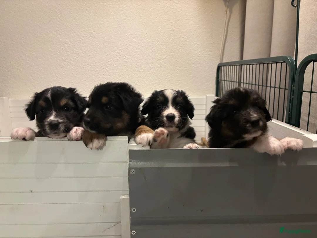 Australian Shepherd honden te koop: Lieve Australian Shepherd pups - Advertentie 1