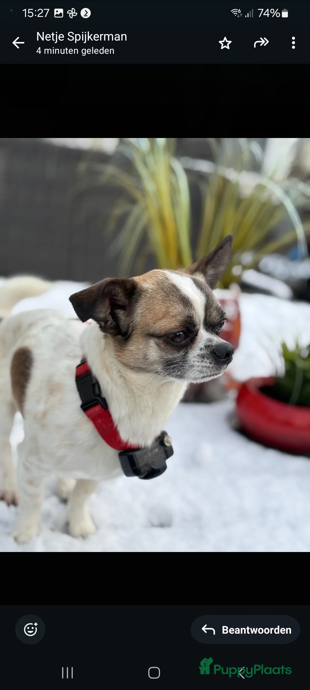 Kruising honden ter dekking: Lieve dekreu  - Advertentie 6