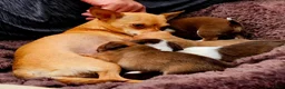 Chihuahua honden te koop: Raszuivere Chihuahua pups reutjes - Advertentie 12