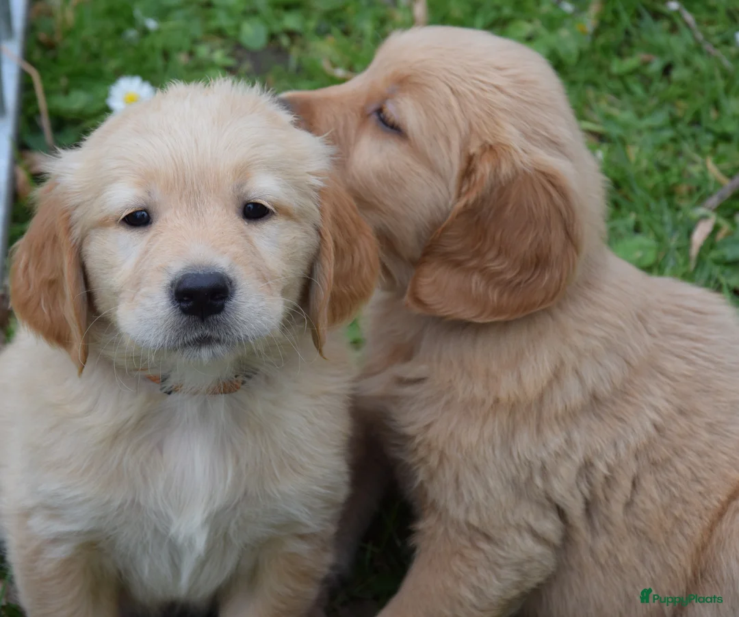 Golden Retriever honden te koop: Golden Retriever pups met stamboom - Advertentie 2