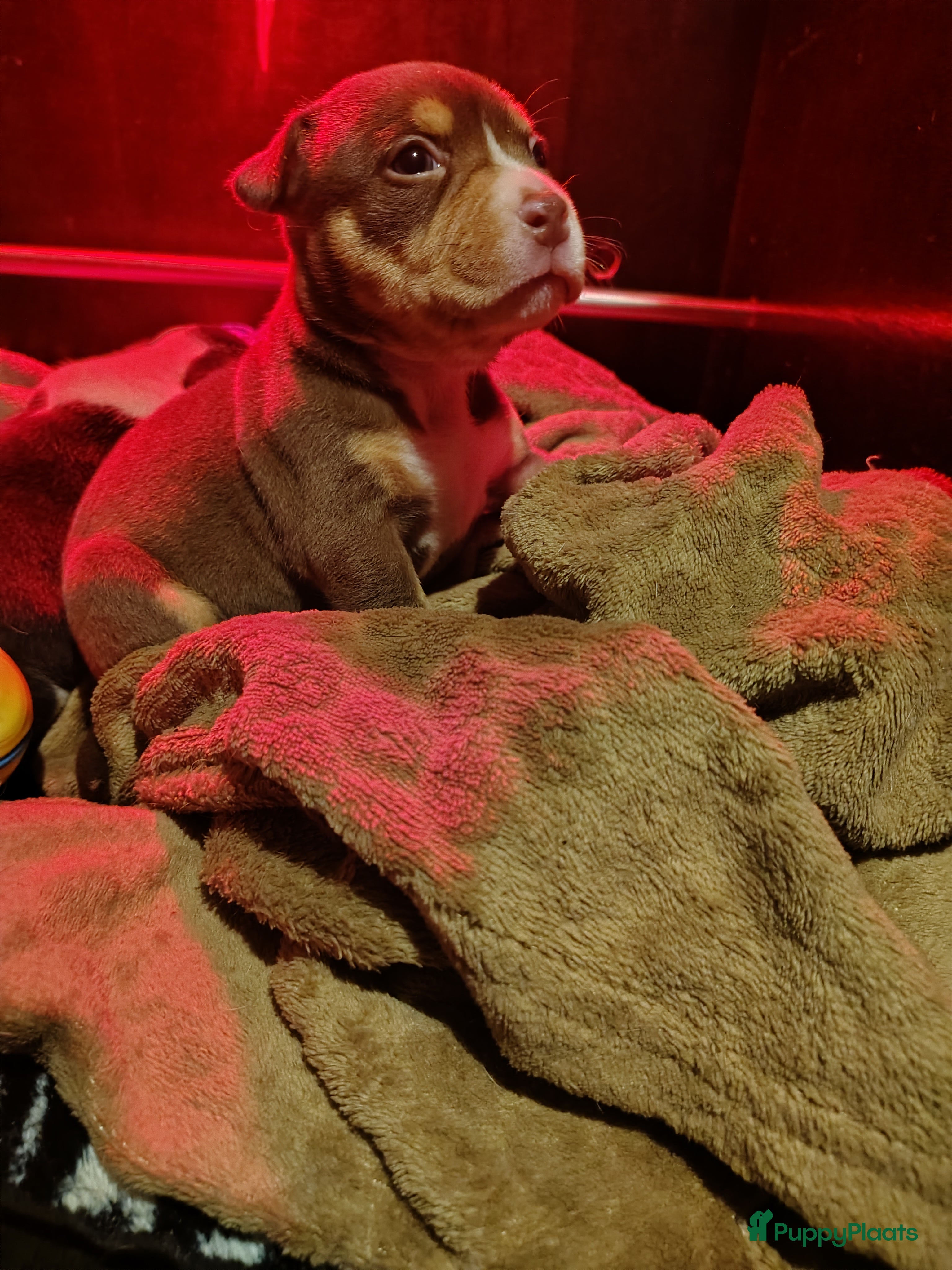 Amerikaanse Bully honden Pocket bullys met abkc stamboom  - Advertentie 2